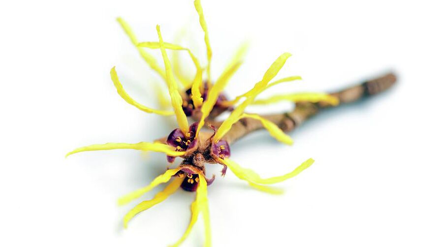 hamamelis Proctonic